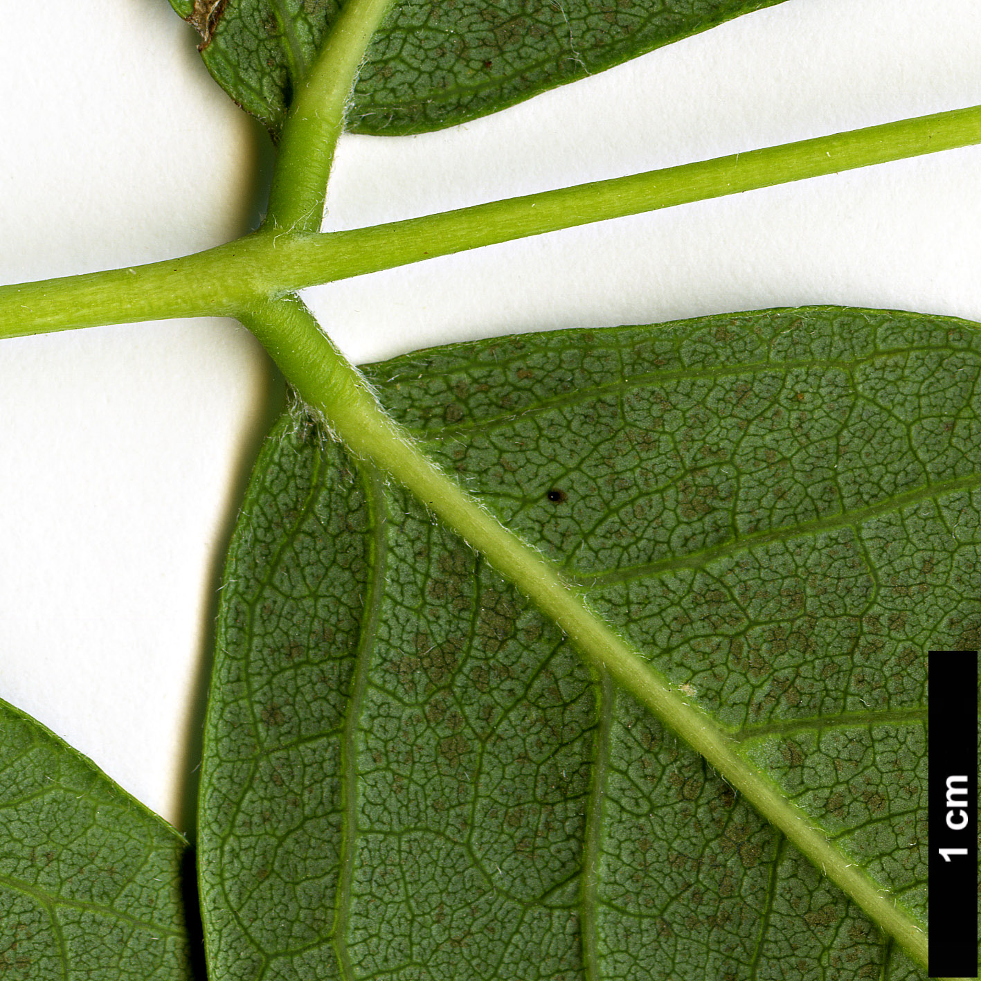 High resolution image: Family: Fabaceae - Genus: Maackia - Taxon: amurensis - SpeciesSub: var. amurensis